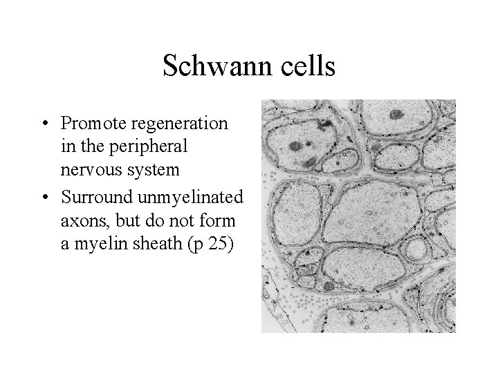 Schwann cells • Promote regeneration in the peripheral nervous system • Surround unmyelinated axons,