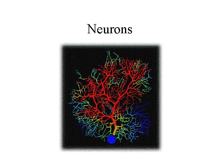 Neurons 