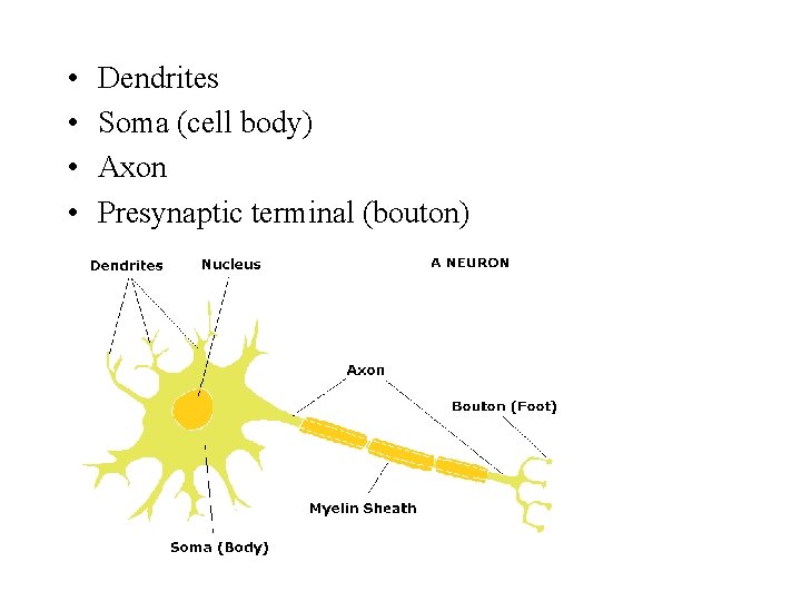  • • Dendrites Soma (cell body) Axon Presynaptic terminal (bouton) 