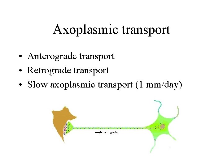 Axoplasmic transport • Anterograde transport • Retrograde transport • Slow axoplasmic transport (1 mm/day)