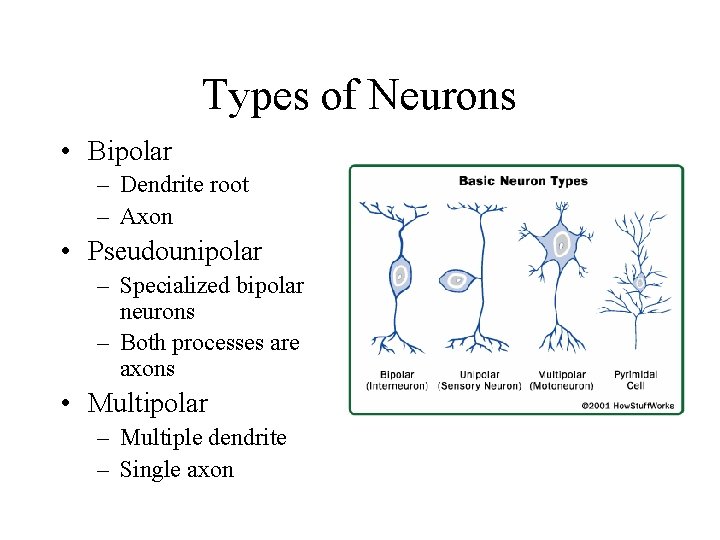 Types of Neurons • Bipolar – Dendrite root – Axon • Pseudounipolar – Specialized