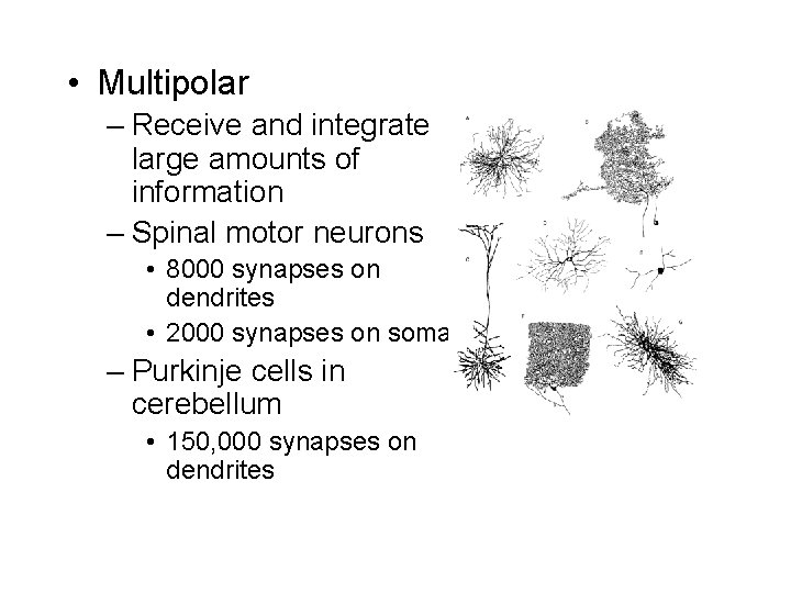  • Multipolar – Receive and integrate large amounts of information – Spinal motor