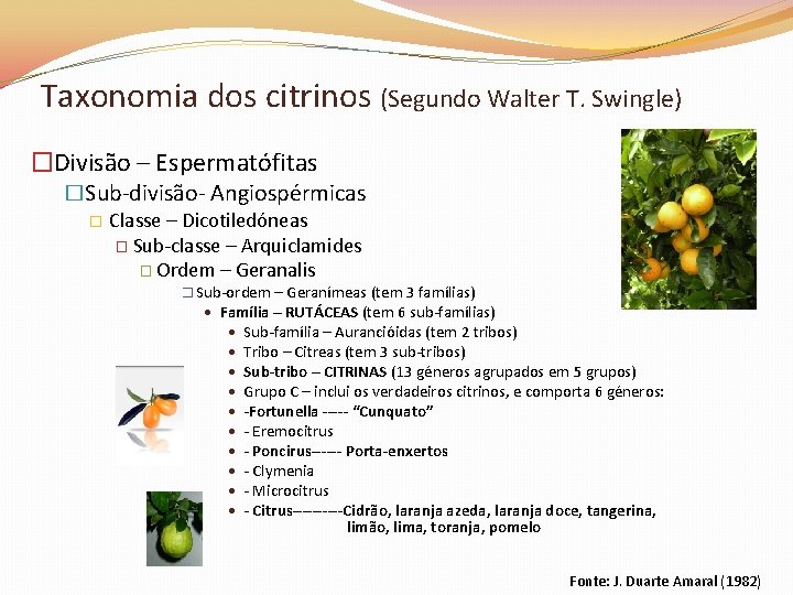 Taxonomia dos citrinos (Segundo Walter T. Swingle) �Divisão – Espermatófitas �Sub-divisão- Angiospérmicas � Classe