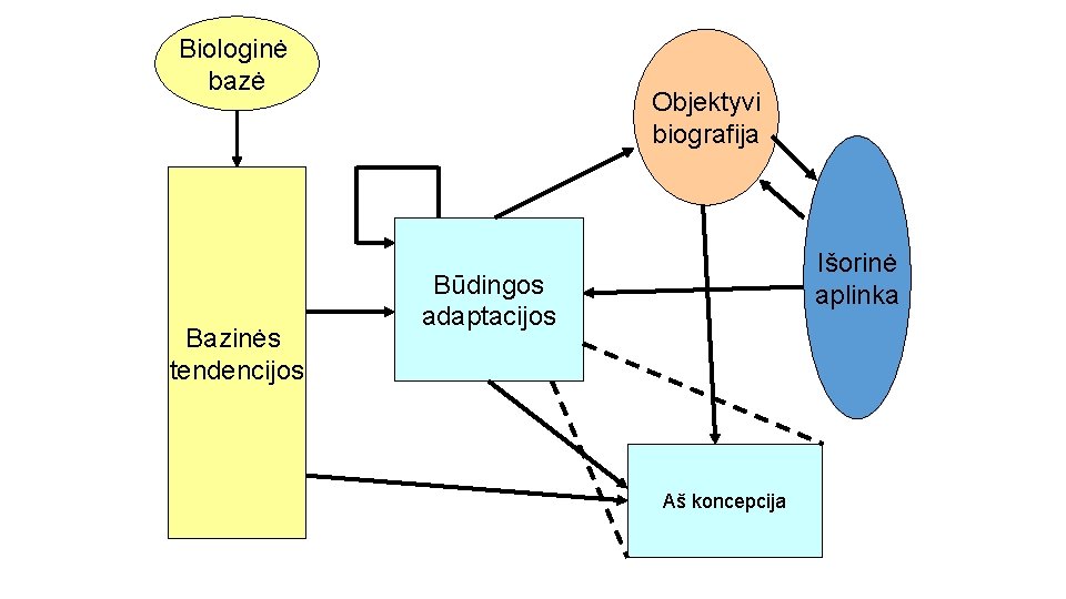 Biologinė bazė Bazinės tendencijos Objektyvi biografija Išorinė aplinka Būdingos adaptacijos Aš koncepcija 