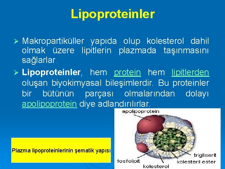 Lipoproteinler Makropartiküller yapıda olup kolesterol dahil olmak üzere lipitlerin plazmada taşınmasını sağlarlar. Ø Lipoproteinler,