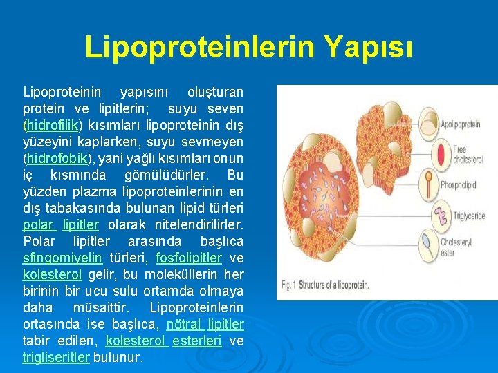 Lipoproteinlerin Yapısı Lipoproteinin yapısını oluşturan protein ve lipitlerin; suyu seven (hidrofilik) kısımları lipoproteinin dış