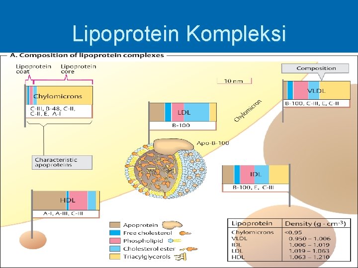 Lipoprotein Kompleksi 