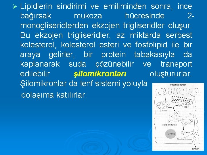 Lipidlerin sindirimi ve emiliminden sonra, ince bağırsak mukoza hücresinde 2 monogliseridlerden ekzojen trigliseridler oluşur.