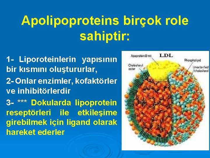 Apolipoproteins birçok role sahiptir: 1 - Liporoteinlerin yapısının bir kısmını oluştururlar, 2 - Onlar