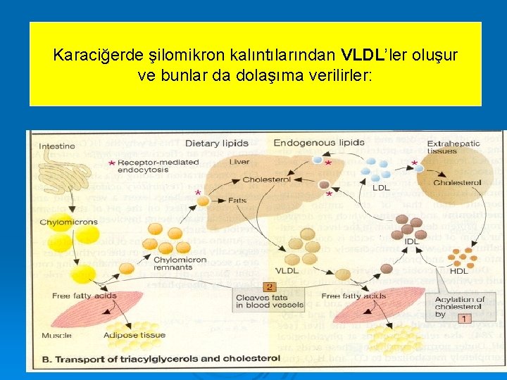 Karaciğerde şilomikron kalıntılarından VLDL’ler oluşur ve bunlar da dolaşıma verilirler: 