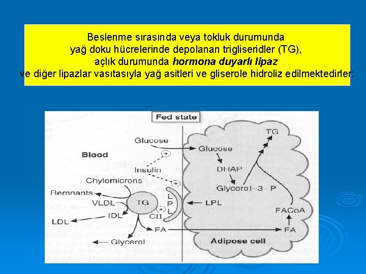 Beslenme sırasında veya tokluk durumunda yağ doku hücrelerinde depolanan trigliseridler (TG), açlık durumunda hormona