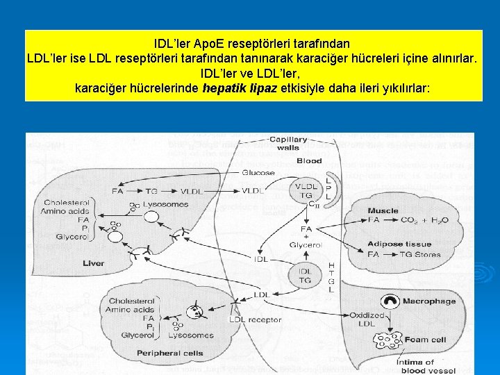 IDL’ler Apo. E reseptörleri tarafından LDL’ler ise LDL reseptörleri tarafından tanınarak karaciğer hücreleri içine