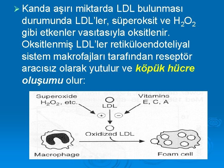 Ø Kanda aşırı miktarda LDL bulunması durumunda LDL’ler, süperoksit ve H 2 O 2