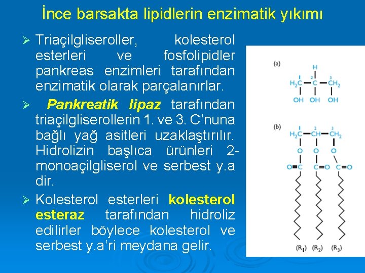 İnce barsakta lipidlerin enzimatik yıkımı Triaçilgliseroller, kolesterol esterleri ve fosfolipidler pankreas enzimleri tarafından enzimatik