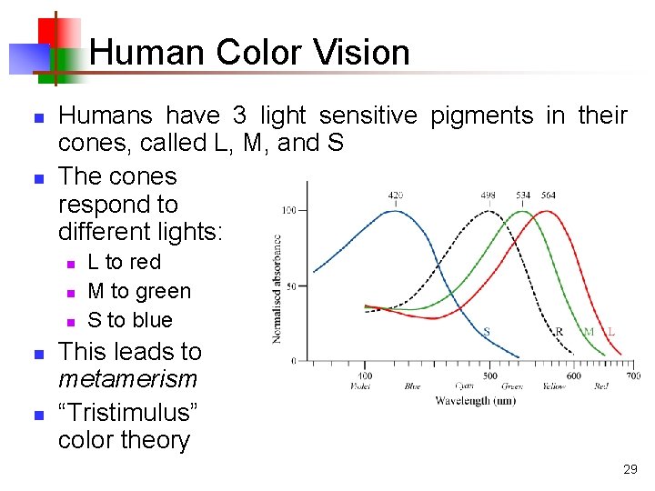 Human Color Vision n n Humans have 3 light sensitive pigments in their cones,