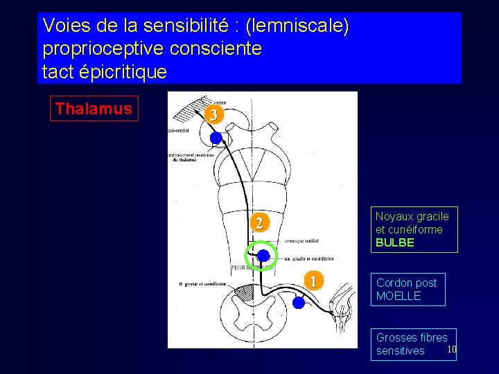 Voies de la sensibilité : (lemniscale) proprioceptive consciente tact épicritique Thalamus 3 Noyaux gracile