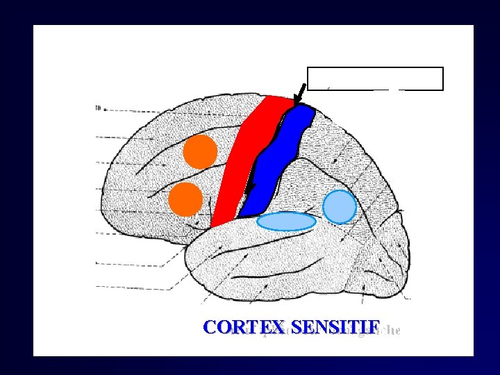 Scissure de Rolando CORTEX SENSITIF Face externe de hémisphère cérébral gauche Face externe de