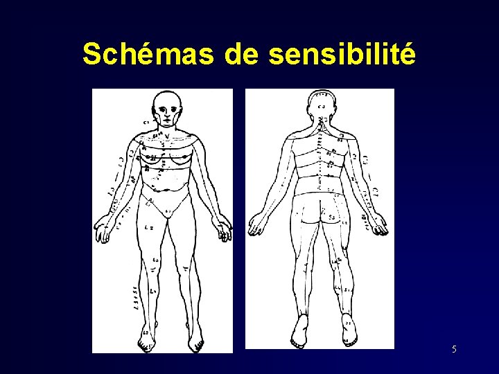 Schémas de sensibilité 5 