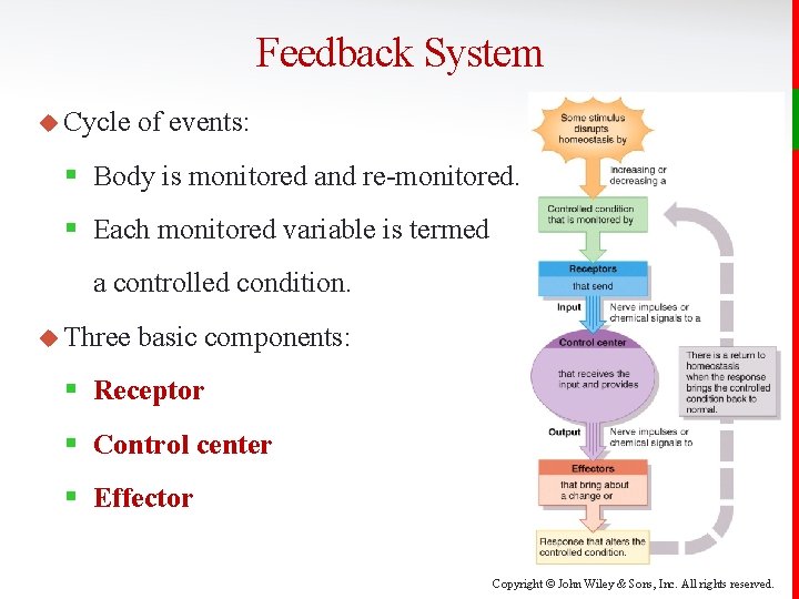 Feedback System u Cycle of events: § Body is monitored and re-monitored. § Each
