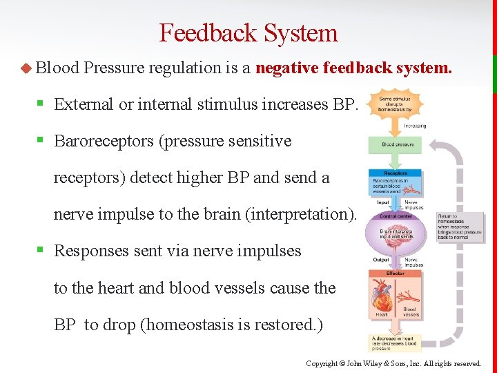 Feedback System u Blood Pressure regulation is a negative feedback system. § External or