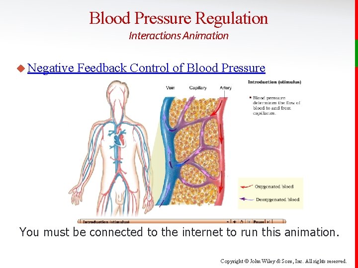 Blood Pressure Regulation Interactions Animation u Negative Feedback Control of Blood Pressure You must