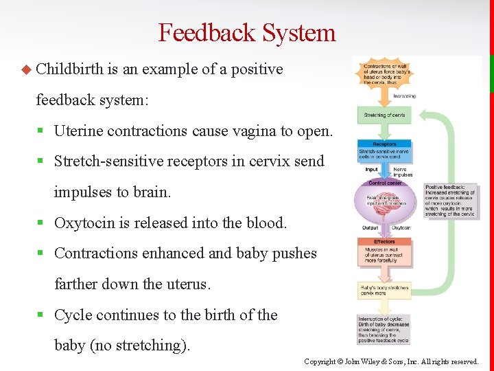 Feedback System u Childbirth is an example of a positive feedback system: § Uterine