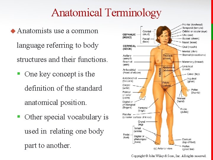 Anatomical Terminology u Anatomists use a common language referring to body structures and their