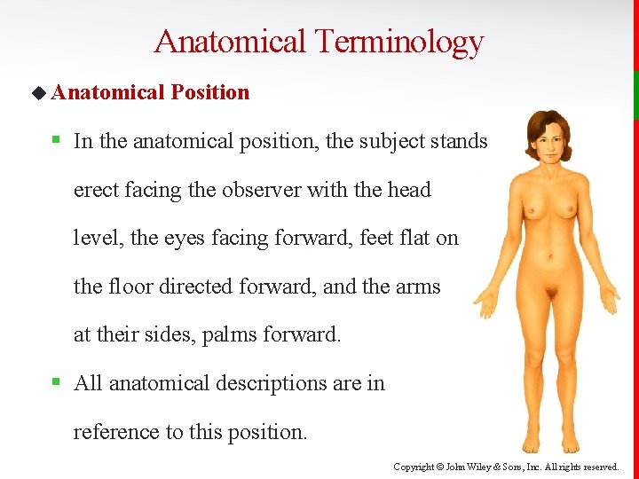 Anatomical Terminology u Anatomical Position § In the anatomical position, the subject stands erect