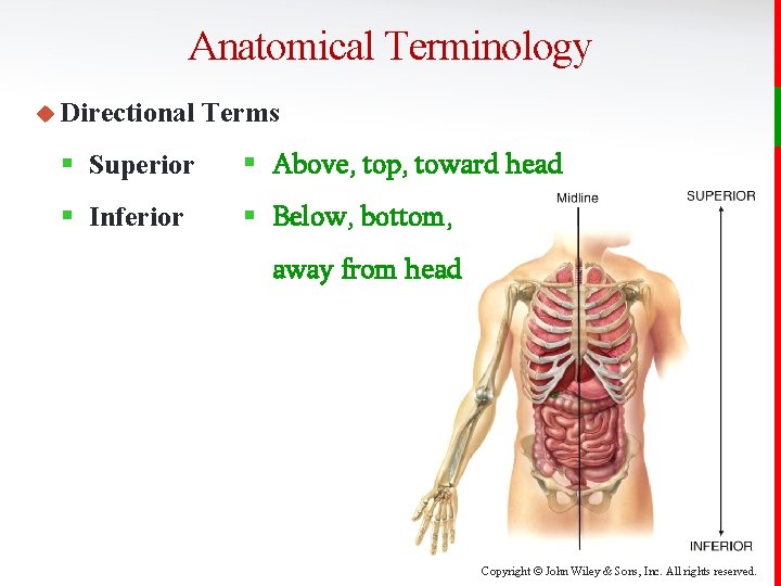 Anatomical Terminology u Directional Terms § Superior § Above, top, toward head § Inferior
