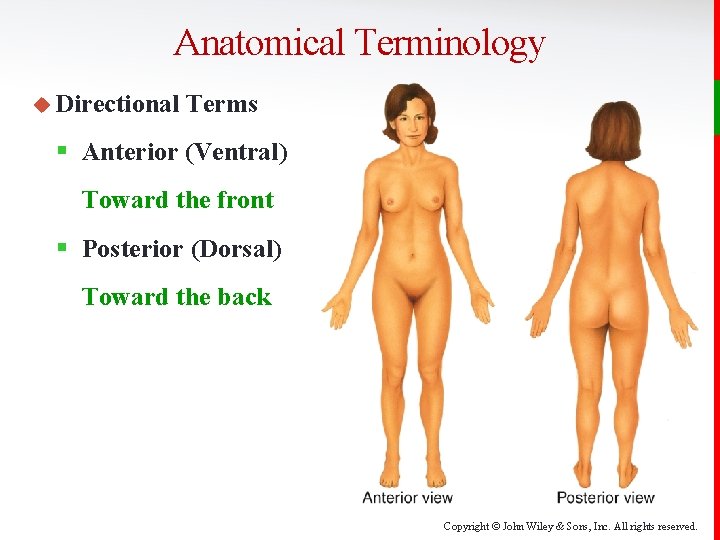 Anatomical Terminology u Directional Terms § Anterior (Ventral) Toward the front § Posterior (Dorsal)