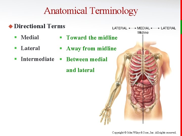 Anatomical Terminology u Directional Terms § Medial § Toward the midline § Lateral §
