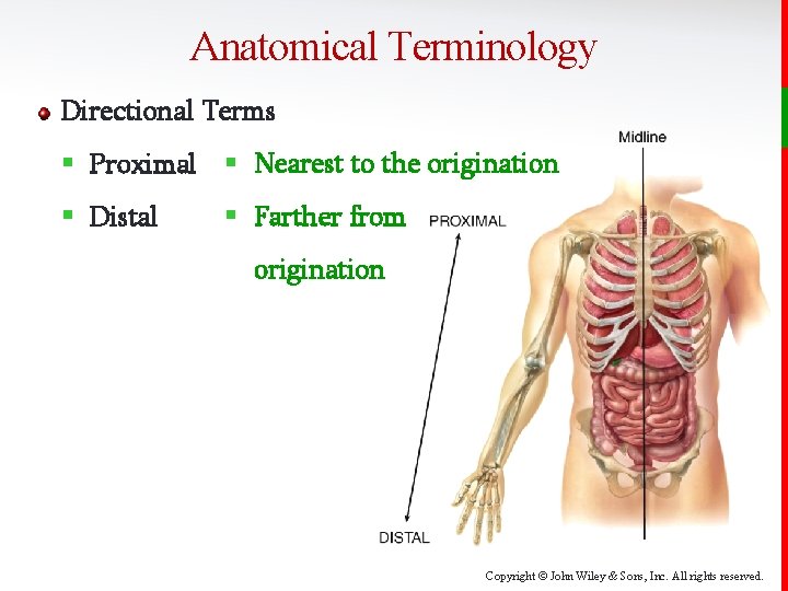 Anatomical Terminology Directional Terms § Proximal § Nearest to the origination § Distal §