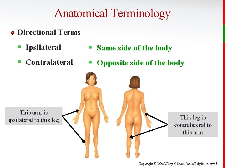 Anatomical Terminology Directional Terms § Ipsilateral § Same side of the body § Contralateral