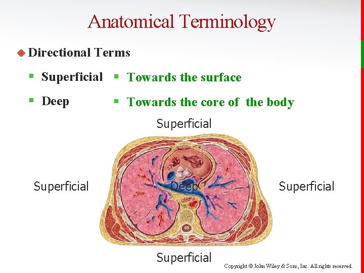 Anatomical Terminology u Directional Terms § Superficial § Towards the surface § Deep §