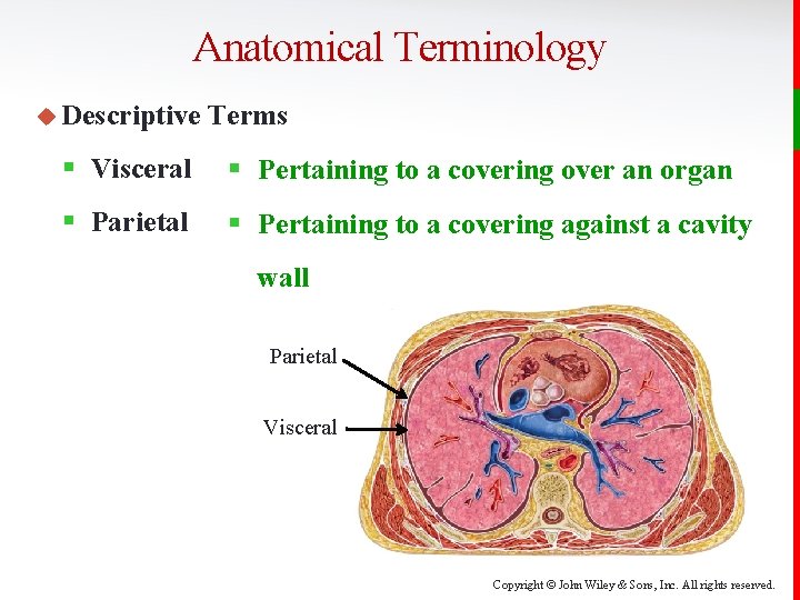 Anatomical Terminology u Descriptive Terms § Visceral § Pertaining to a covering over an