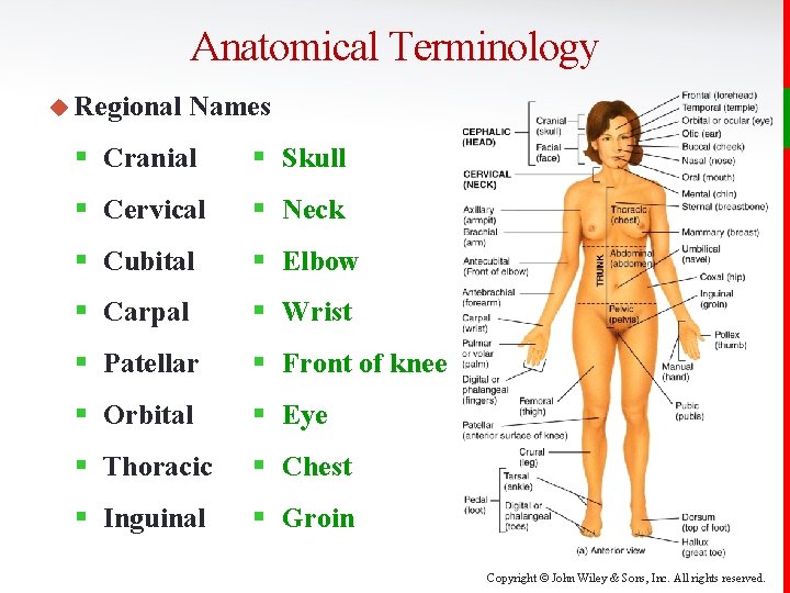 Anatomical Terminology u Regional Names § Cranial § Skull § Cervical § Neck §