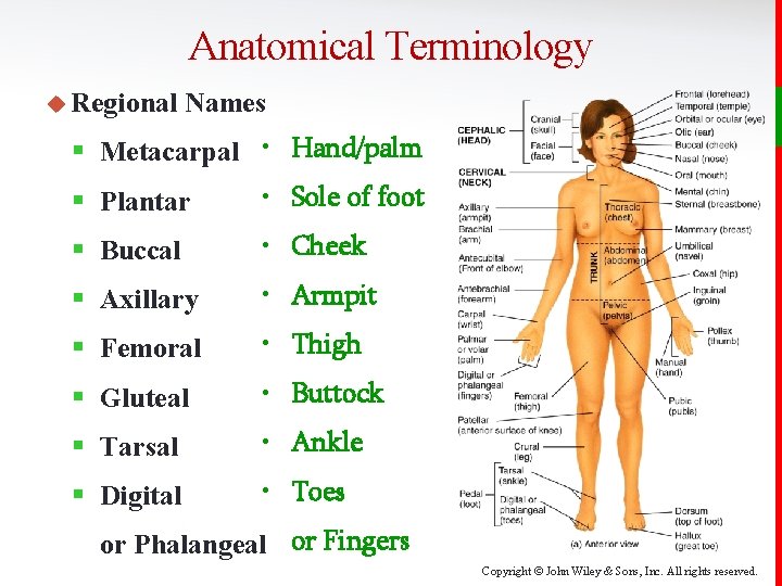Anatomical Terminology u Regional Names § Metacarpal • Hand/palm § Plantar • Sole of