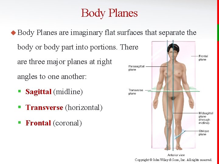 Body Planes u Body Planes are imaginary flat surfaces that separate the body or