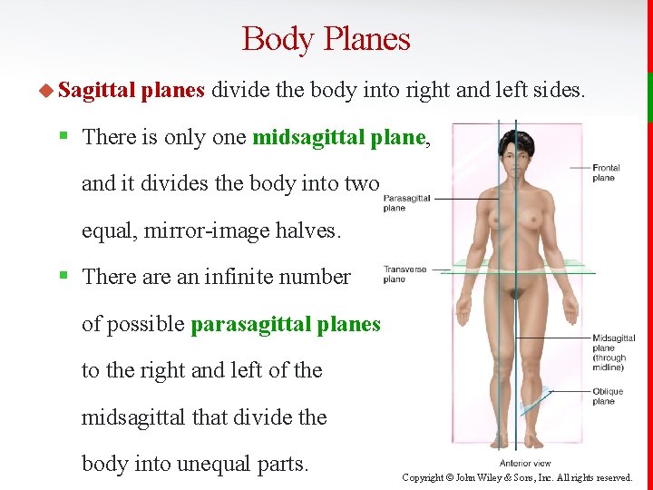 Body Planes u Sagittal planes divide the body into right and left sides. §