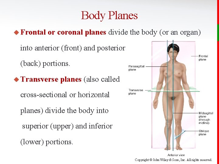Body Planes u Frontal or coronal planes divide the body (or an organ) into