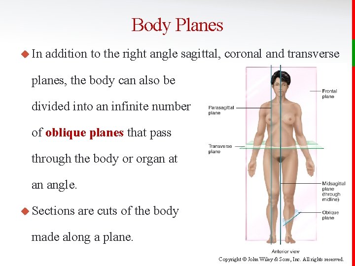 Body Planes u In addition to the right angle sagittal, coronal and transverse planes,