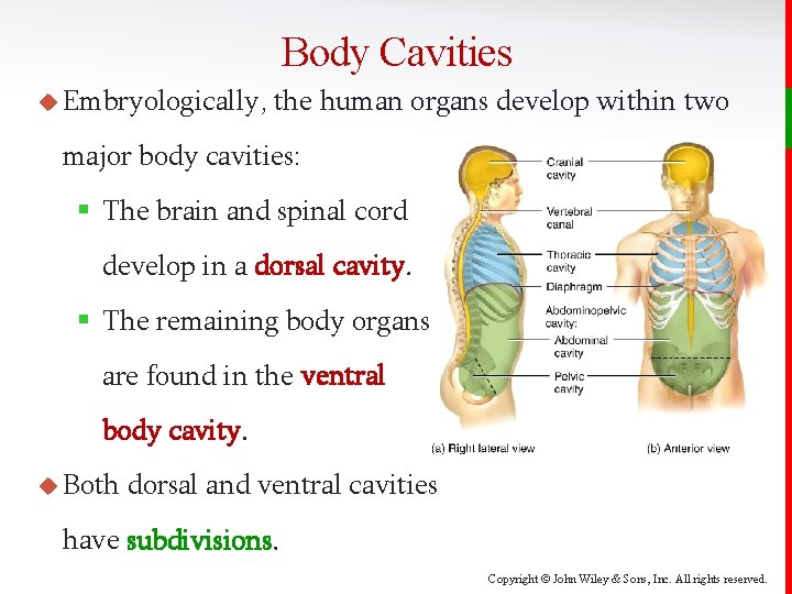 Body Cavities u Embryologically, the human organs develop within two major body cavities: §