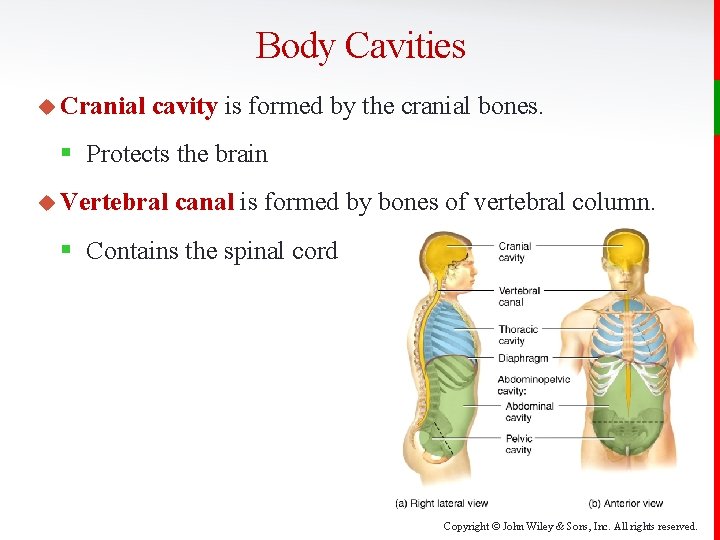 Body Cavities u Cranial cavity is formed by the cranial bones. § Protects the