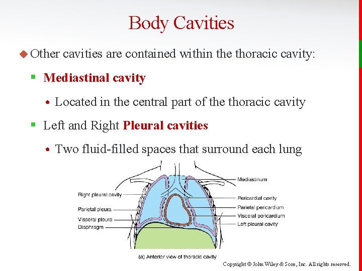 Body Cavities u Other cavities are contained within the thoracic cavity: § Mediastinal cavity