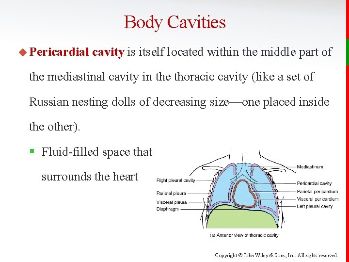 Body Cavities u Pericardial cavity is itself located within the middle part of the