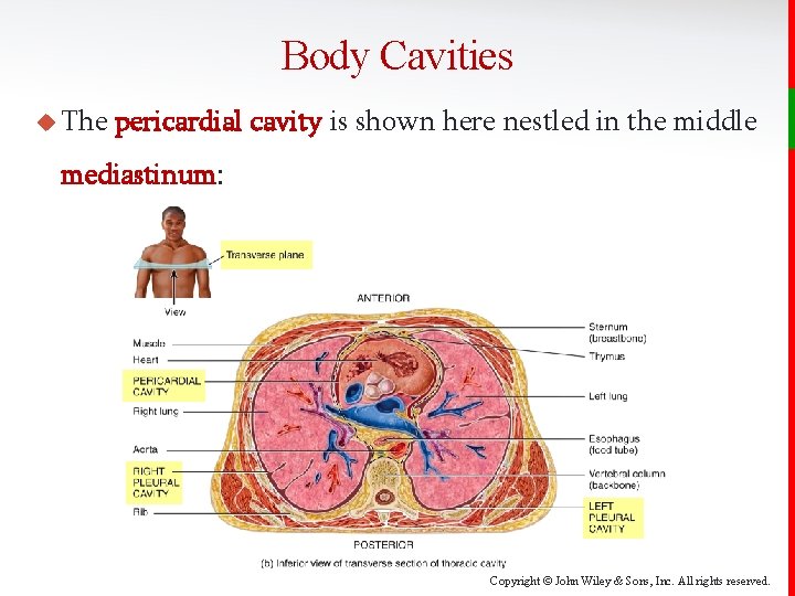 Body Cavities u The pericardial cavity is shown here nestled in the middle mediastinum: