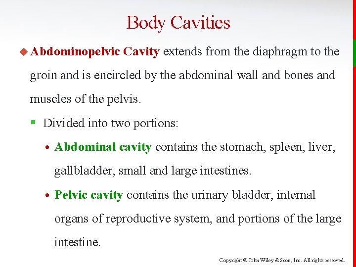 Body Cavities u Abdominopelvic Cavity extends from the diaphragm to the groin and is