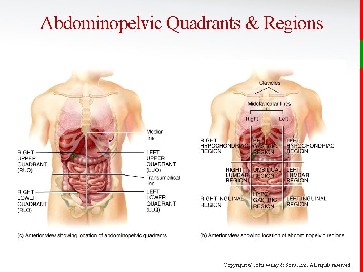 Abdominopelvic Quadrants & Regions Copyright © John Wiley & Sons, Inc. All rights reserved.