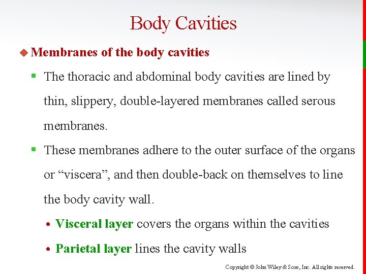 Body Cavities u Membranes of the body cavities § The thoracic and abdominal body