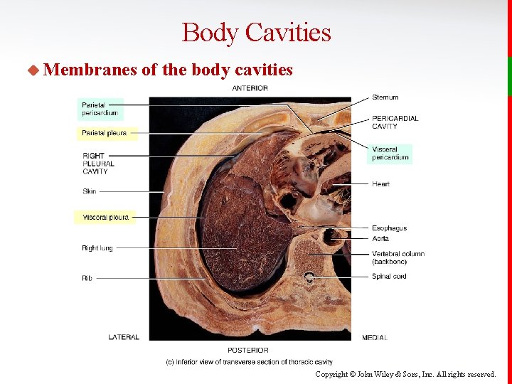 Body Cavities u Membranes of the body cavities Copyright © John Wiley & Sons,